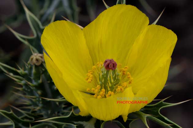 Fleur d'argémone mexicana