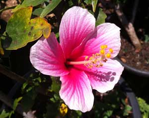 Hibiscus réunion