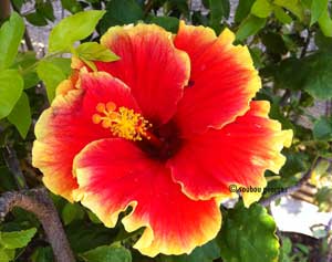 Hibiscus jaune