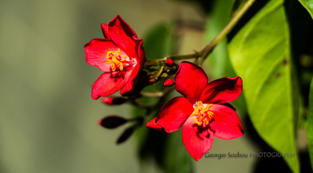 Jatropha integerrima.