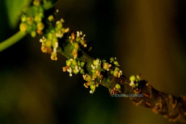 Bois de tension fleurs