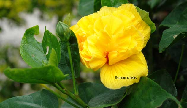 Hibiscus jaune