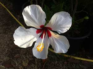 Hibiscus jaune