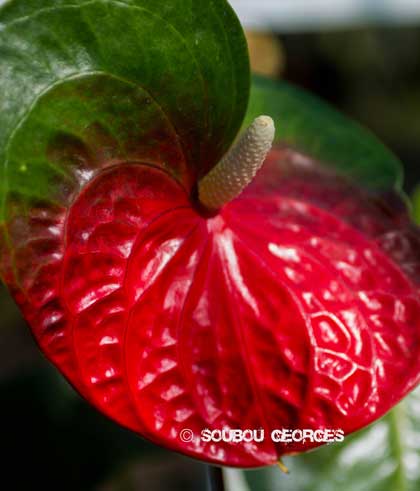 Anthurium