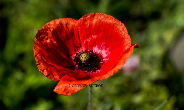 coquelicot