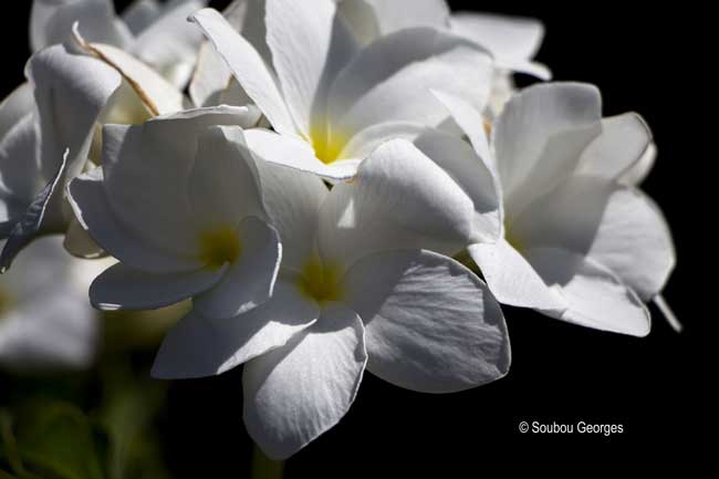 Fleur de frangipanier nain.