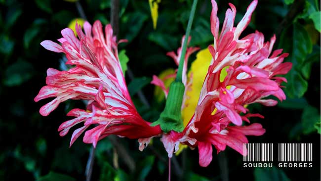 Hibiscus corail Île de la Réunion.