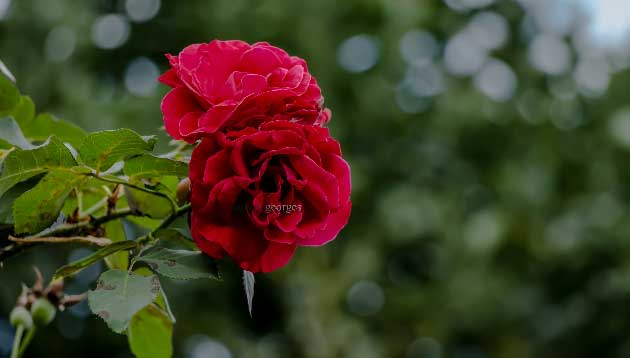 Les roses rouges de la Réunion