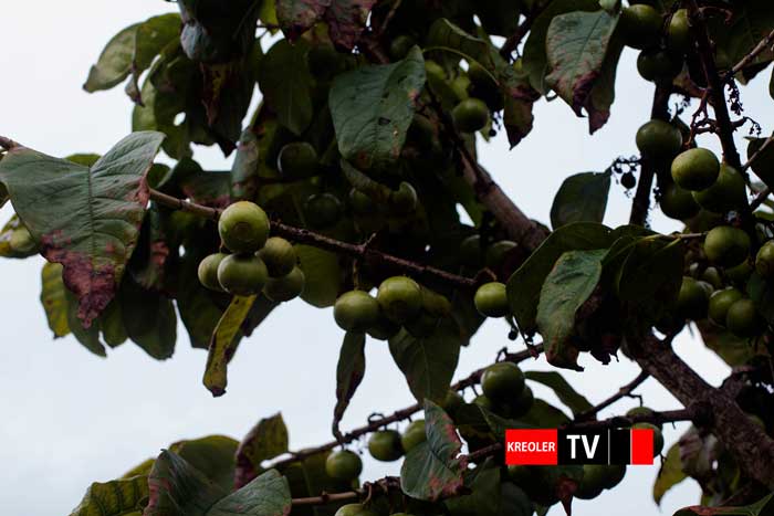 Vavangue Vangueria madagascariensis