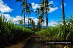 Allée de cocotiers Route Etang Salé.