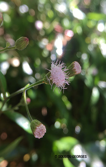 Ayapana triplinervis fleur.