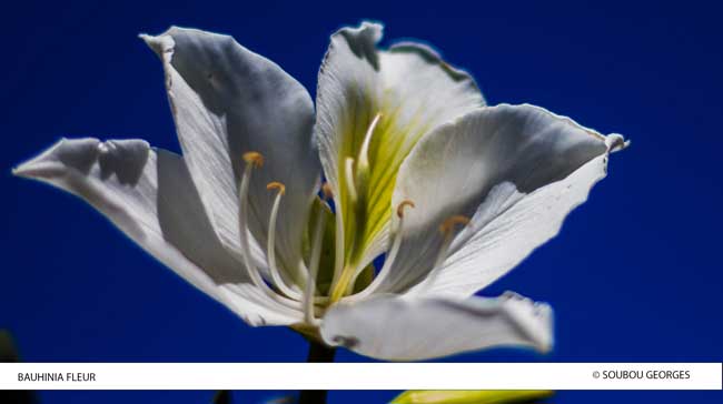 Bauhinia blanc