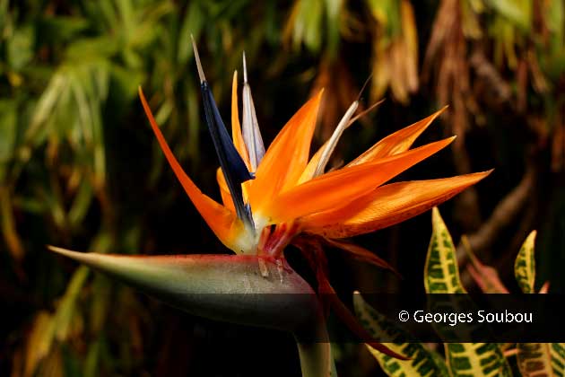 Oiseau de paradis.