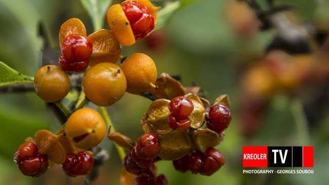 Bois de reinette fruits