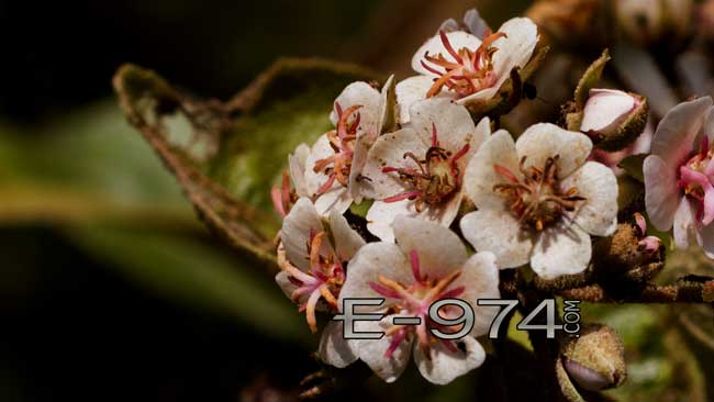 Bois maigre en floraison