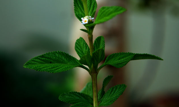  Brisée Lippia Alba