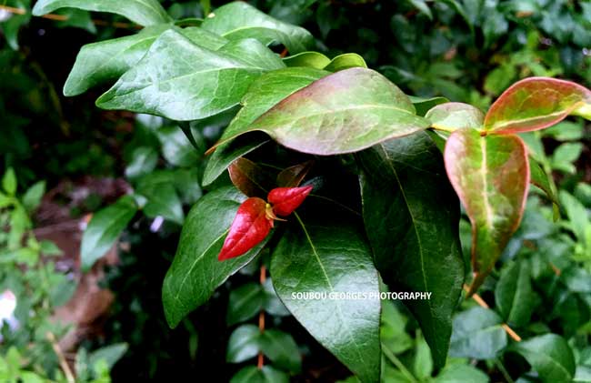 Cerise de la Réunion les feuilles