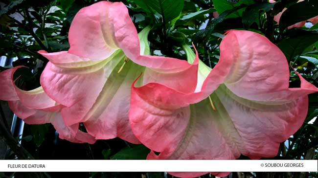 Fleurs de Datura