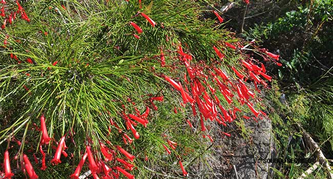 Russelia equisetiformis.