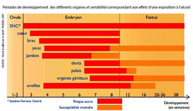 Tableau évolution du foetus 