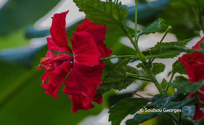 Hibiscus double de la Réunion.