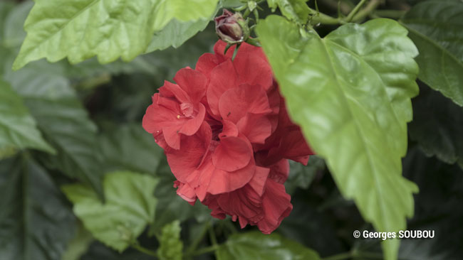 Hibiscus red