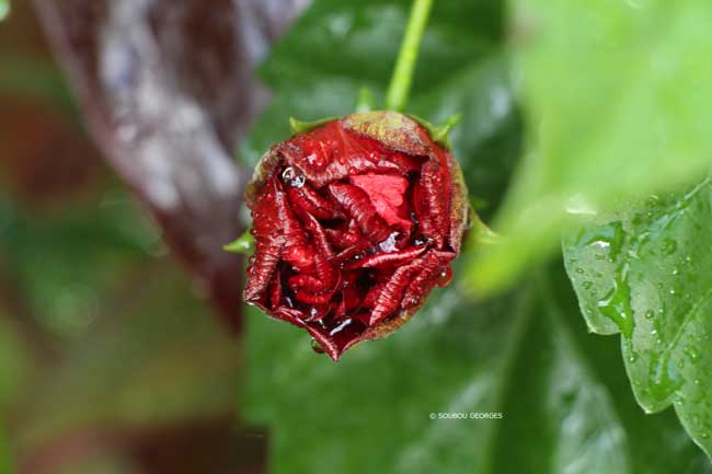 Hibiscus bouton