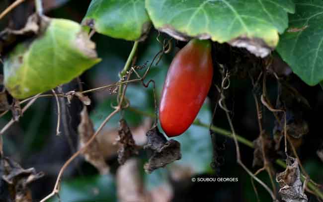 Ipomea concombre