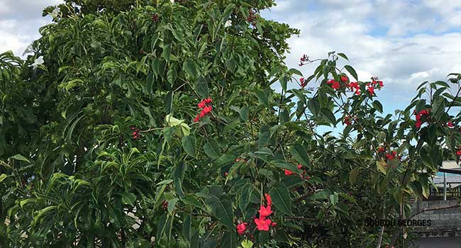 Jatropha integerrima.