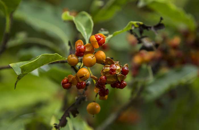  Pittosporum senacia.