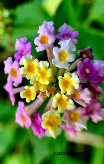 Lantana camara.