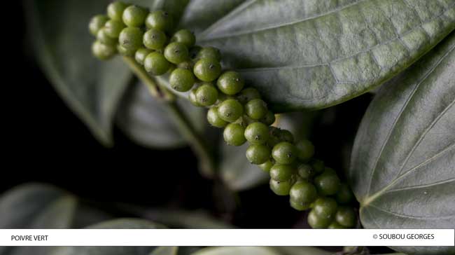 Poivre vert de la Réunion