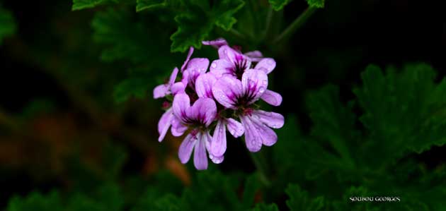 géranium Réunion