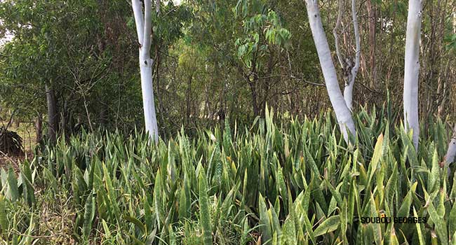 La langue de belle-mère sansevieria.