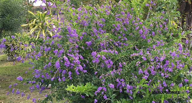 Vanillier de Cayenne (Duranta erecta.