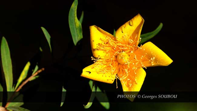 Hypericum lanceolatum Lam. subsp. angustifolium (Lam.) N. Robson..