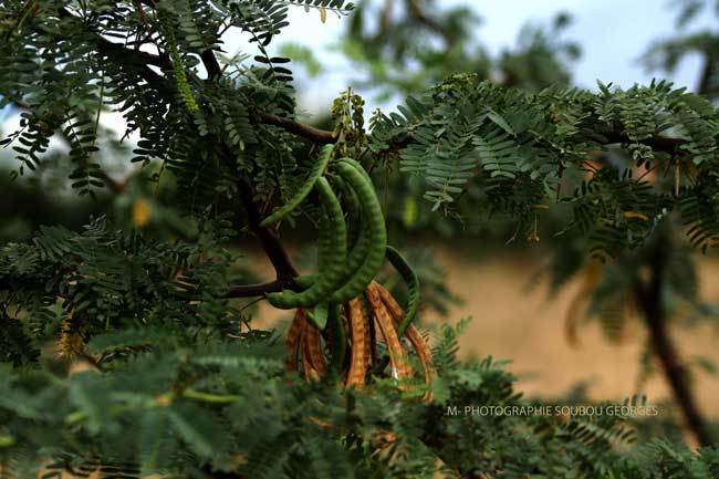 Prosopis juliflora Sapan