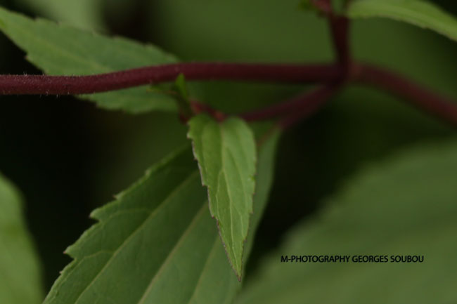 ageriatina est originaire du Mexique