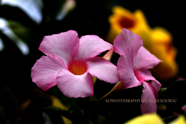 Allamanda blanchetii.