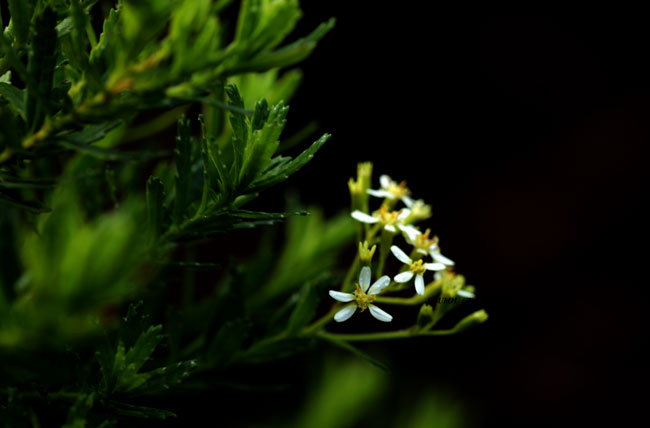 Flore endémique Ambaville