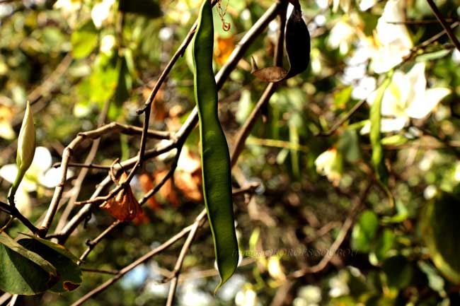 Fruit de Bauhinia