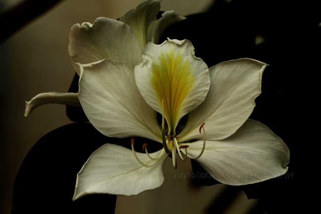 Bauhinia blanche.