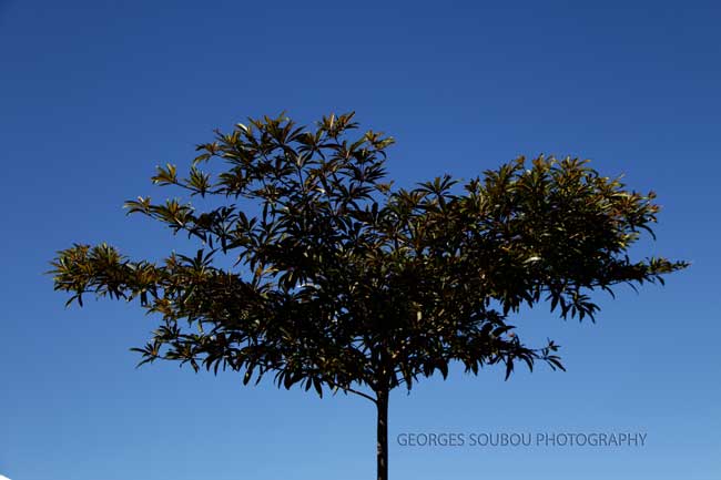 Benjoin, Terminalia bentzoë L