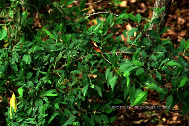 Bois de sable.