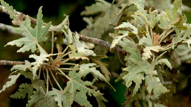 Ruizia cordata (Bois de senteur blanc)