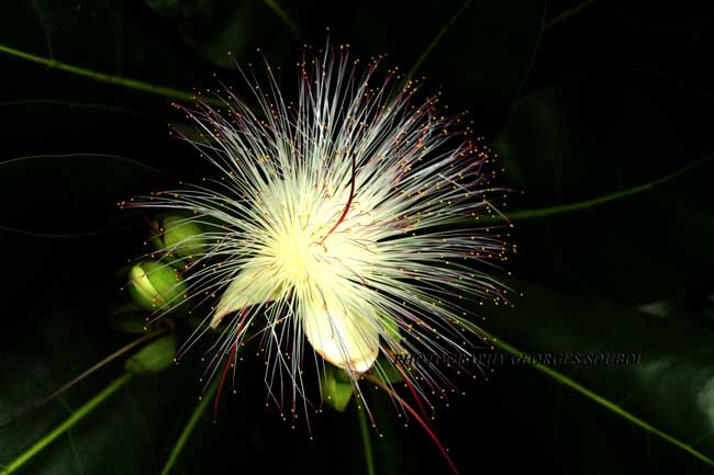 Badamier d'Inde fleur