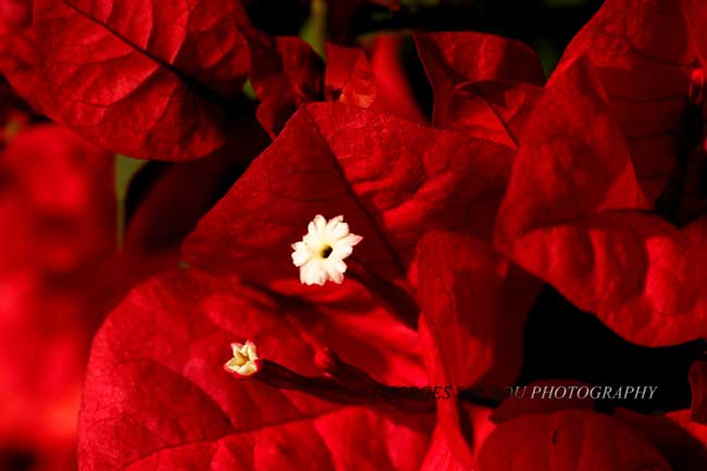 Bougainville