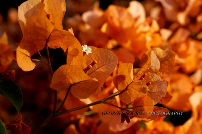 Bougainvilles Réunion  ocre.