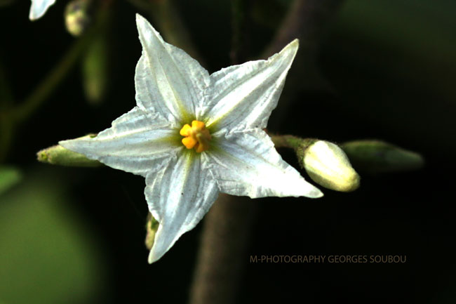 solanum mauritianum.