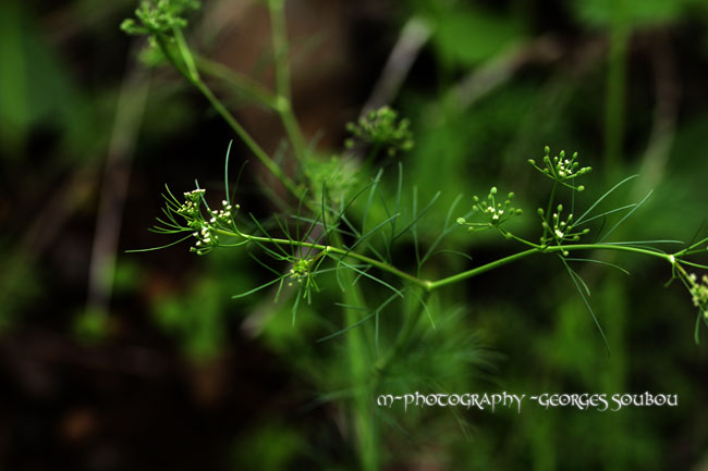 Soubou plantes 